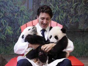 Thủ tướng Canada điển trai bồng bế gấu trúc cực đáng yêu