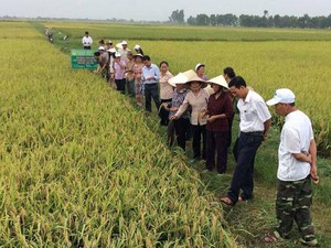 Hội Nông dân Thái Bình: Góp công, góp sức làm nông thôn mới