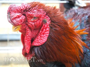 Đêm chung kết "Nhà nông đua tài" ở Buôn Ma Thuột, đội chủ nhà Đắk Lắk giành ngôi quán quân - Ảnh 12.