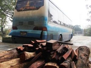 Quảng Trị: Bắt 3 xe chở gỗ trắc lậu được gia cố hầm bí mật tinh vi