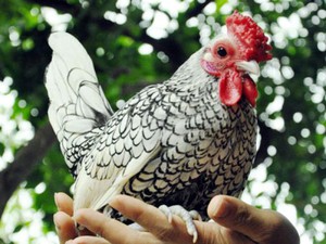 Năm Đinh Dậu, nhiều loại gà “siêu độc” hút hàng
