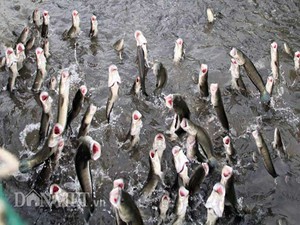Đàn cá lóc biết nhảy múa ở Cần Thơ bị bán thịt giá 70.000 đồng/kg