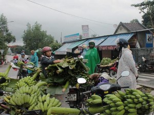 Khánh Hòa: Nông dân "vật vã" bán chuối Tết