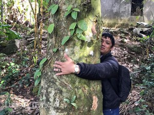 Vườn mít rừng cổ thụ gốc to vòng tay ôm không hết ở Quảng Ngãi