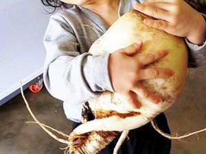 Củ cải "khủng" nặng 5,5kg siêu hiếm ở Lâm Đồng