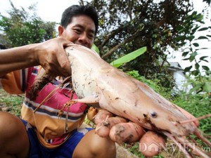 Nông dân Cần Thơ nuôi cá trê lạ, toàn thân màu hồng phấn