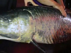 Cá hải tượng dài gần 2m xuất hiện ở Hà Nội