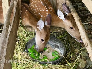 Quảng Ngãi: Hươu sao mang "lộc" cho người Bình Sơn