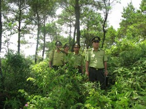 Phải bảo vệ rừng và bảo tồn thiên nhiên cho phát triển