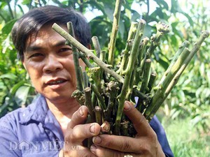 Trồng mít không hạt lạ, quả to bự, chả có hạt, ông nông dân Cần Thơ bán kiểu gì mà có tiền tỷ? - Ảnh 4.