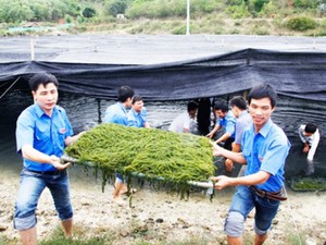 Rong biển giá trị thế nào mà nhiều quốc gia "lùng sục" mua, được ví như "vị thuốc bổ của đại dương" - Ảnh 4.