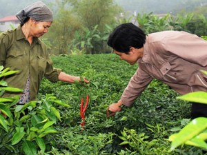 Bắc Ninh: Trồng ớt chỉ thiên lãi đến 8 triệu đồng/sào