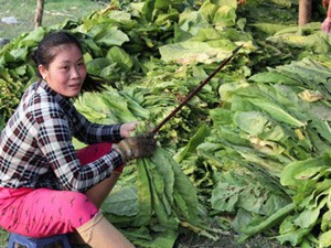 Trồng 10 cây sâu hại chết 3, nông dân ngán ngẩm cây thuốc lá