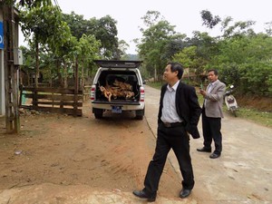 Trung tâm y tế dự phòng huyện Tuyên Hóa dùng xe công chở gỗ lậu?