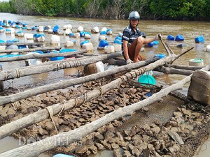 Nuôi kiểu mới, thợ khai thác hàu nơi chót mũi Cà Mau &quot;nhàn tênh&quot;