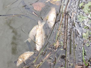 Gần 1 tạ cá chết trên sông ở Quảng Nam do nhiễm khuẩn