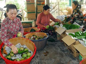 Tăng vùng trồng vú sữa xuất đi Mỹ lên 70ha, 100% trái đạt chuẩn