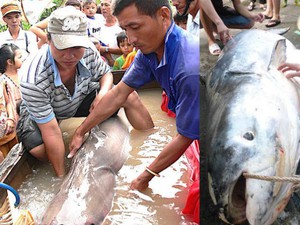 "Thủy quái" Vàm Nao cùng giai thoại cá sấu 5 chân thành tinh