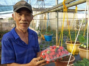 Lão nông U80 "liều ăn nhiều" nhờ trồng dâu tây trên đất nóng