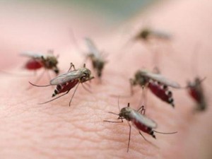Tháng 3, thả muỗi Wolbachia diệt muỗi sốt xuất huyết