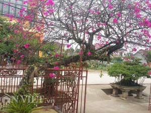 Cây hoa giấy cổ thụ dáng “lão mai” có một không hai ở Nam Định