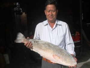 Khánh Hòa: Săn lùng cặp cá sủ vàng, giá 1,5 tỷ chưa bán