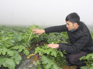 Bí thư Đoàn trồng rau, củ quả Hàn Quốc cực &quot;khủng&quot; trên “đất lạnh”