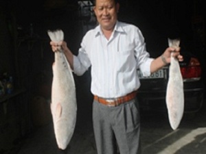 Cặp cá sủ vàng 1,5 tỷ đồng ở Khánh Hòa được đại gia Trung Quốc mua