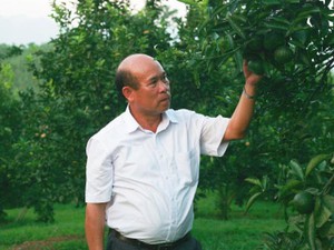 Mùng 1 Tết xông đất “Vua cam” Hàm Yên muốn đưa cam Việt ra thế giới