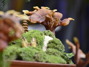 Nấm linh chi bonsai hút khách Thủ đô ngày giáp Tết Nguyên đán