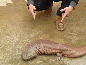 Loài "quái vật" từng bán từ Trung Quốc về Lạng Sơn, giá 10 triệu/kg?