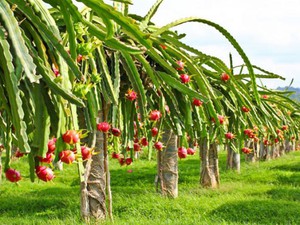 Công ty Nông nghiệp FLC Biscom được chấp thuận đầu tư nông nghiệp công nghệ cao tại Quảng Trị