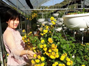 Mê mẩn ngắm vườn hoa Tết ở Sơn La của mẹ trẻ 9X người Thái