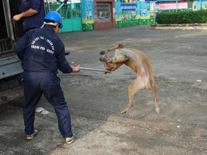 Biệt đội "săn" chó thả rông ở Sài thành đã không ít lần "đổ máu"
