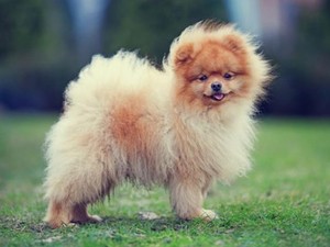 10 giống chó nhỏ bé đáng yêu nhất thế giới