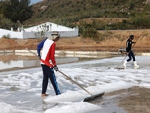 Giá muối tăng cao ngất ngưởng, diêm dân Ninh Thuận cười... cả ngày