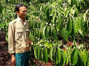 "Buồn như trấu cắn" vì giá cà phê VietGAP rẻ như cà phê thường