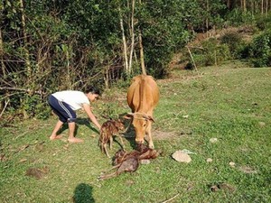 Chuyện lạ: Tận mắt thấy bò sinh ba ở Quảng Nam