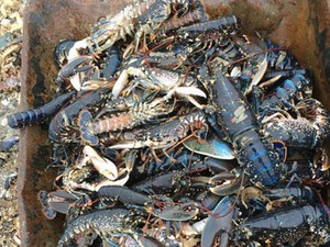 Ngàn sinh vật biển chết rét hàng loạt vì “Quái vật phương Đông”