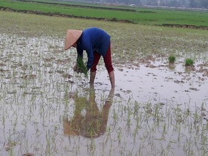 Bán giống lúa Nhị Ưu 838 "đểu" cho nông dân rồi... bỏ chạy