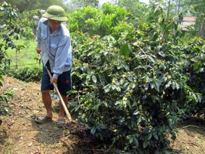 BÁO ĐỘNG ĐỎ: 2,2 triệu ha đất bị hủy hoại bởi phân bón vô cơ