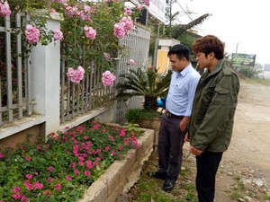 Tin mới vụ mất trộm cây hồng cổ ở Sơn La: Ô tô đỏ chở 1 cây khác