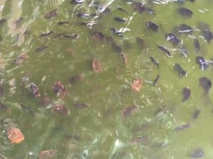 Lạ Khánh Hòa: Đàn cá tai bồ đổi màu sắc và xoay vòng tròn khi ăn