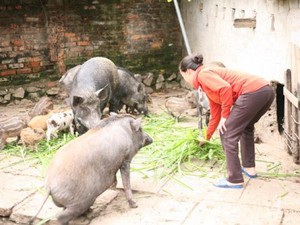 GIá lợn bấp bênh, nuôi lợn rừng giống Thái Lan lại không có mà bán