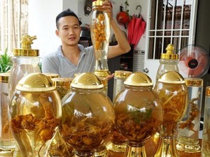 Quảng Nam dự kiến dâng rượu sâm Ngọc Linh lên các Vua Hùng