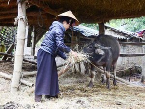 Gồng mình chống rét cho gia súc, gia cầm ở vùng biên xứ Lạng