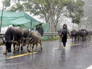 Sa Pa: - 5 độ C dân lo trâu bò chết rét, du khách "hóng" tuyết rơi