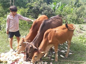 Mường Khoa (Sơn La): Dân giàu lên thì nông thôn mới sẽ bền