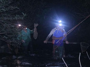 Tuyên Quang: Đêm mưa lạnh vô rừng săn loài chàng hiu kiếm bộn tiền