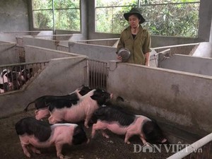 Câu lạc bộ lợn Móng Cái: Những nông dân tâm huyết cần được quan tâm